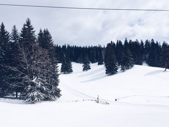 Pine trees on snow covered landscape against sky