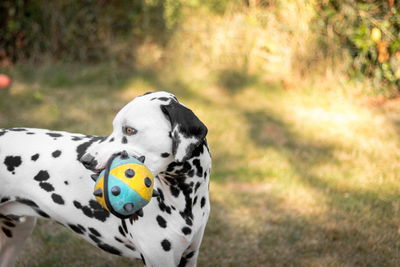 Close-up of dog on grass