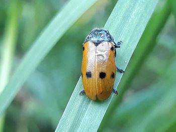 Close-up of insect