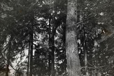 Low angle view of trees in forest