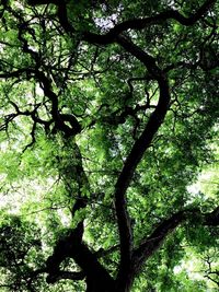 Low angle view of tree in forest