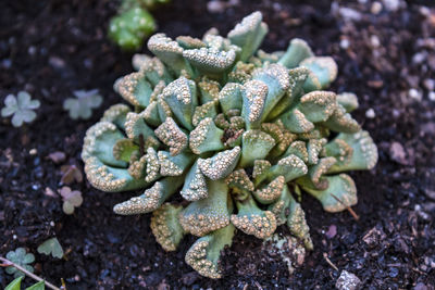 Titanopsis calcarea cactus