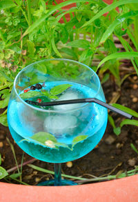 High angle view of drink in flower pot