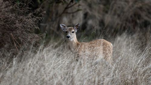 Portrait of a young deer in a field