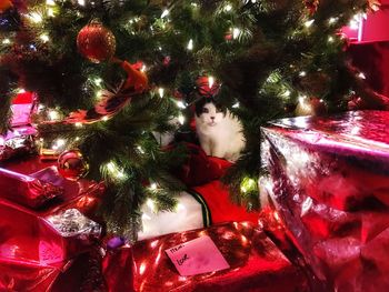 Illuminated christmas tree at night