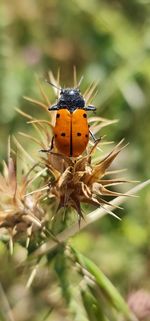 Close-up of insect on plant