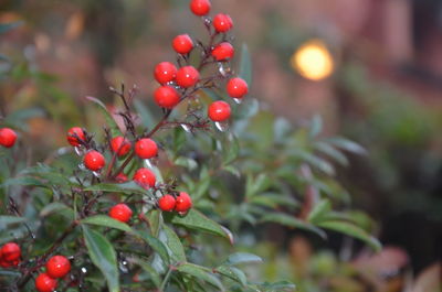 Close-up of red berries on tree