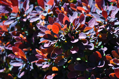 Close-up of barberry new leaves in springtime