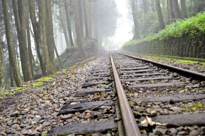 Railroad track amidst trees in forest
