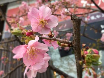 Close-up of pink flowers blooming outdoors