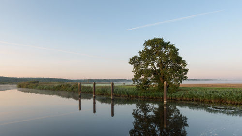 Reflection of tree in lake against sky