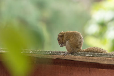 View of monkey on wood