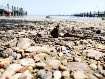 View of butterfly on beach