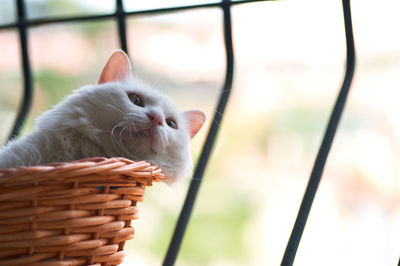 Close-up of rabbit in basket