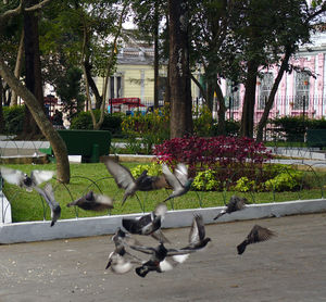 Birds perching on tree