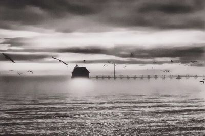 Bird flying over sea