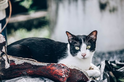 Close-up portrait of a cat