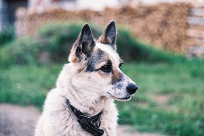 Close-up of a dog looking away