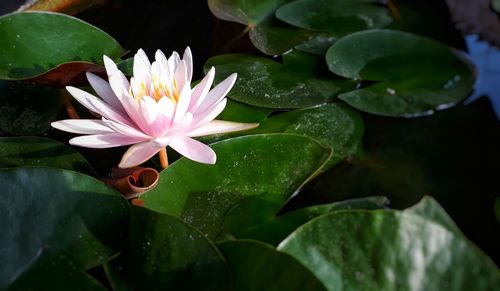 Close-up of water lily in lake