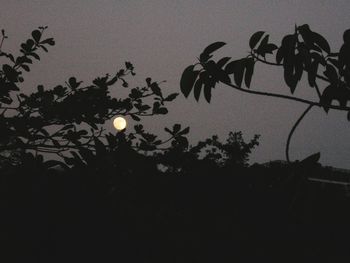 Low angle view of silhouette trees against sky at night