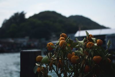 Close-up of plants by sea against sky