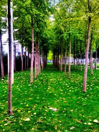 Footpath passing through forest