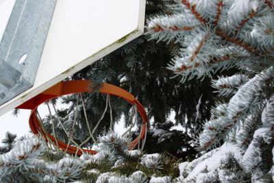 Low angle view of christmas tree