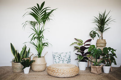 Potted plants on table against wall at home