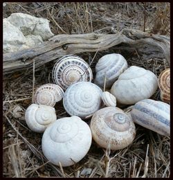 Close-up of snail on ground