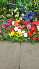 Close-up of multi colored flowers