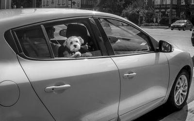 Close-up of dog in car