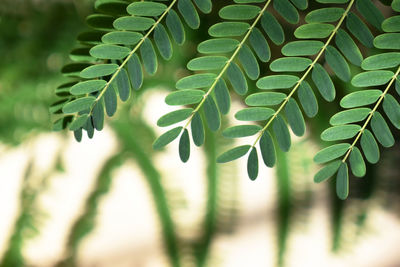 Close-up of green leaves on plant