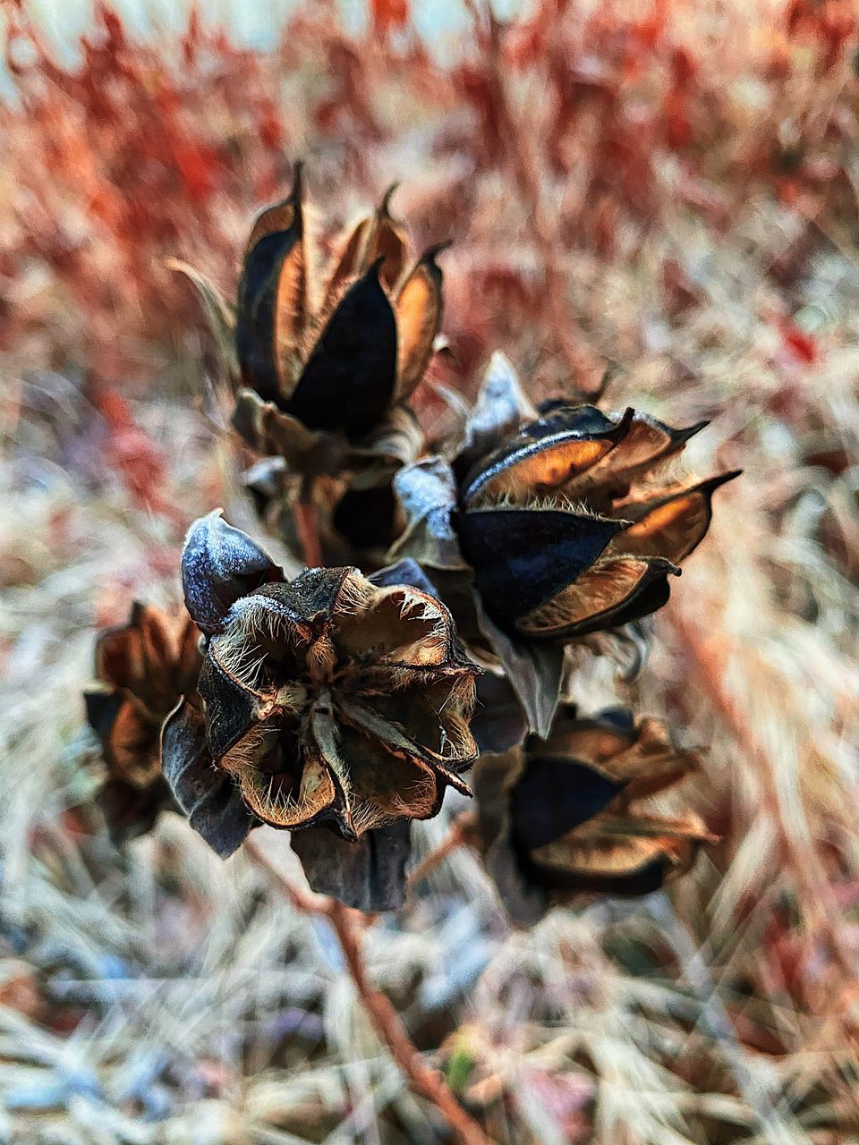 CLOSE-UP OF DRIED PLANT ON DRY LEAF