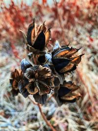 Close-up of dry leaves on plant