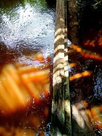 Full frame shot of wet plants