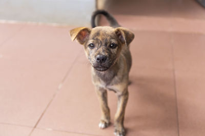 Portrait of puppy on floor