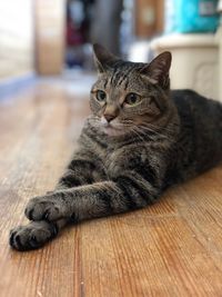 Cat relaxing on wooden floor