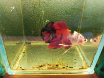 View of fish swimming in glass