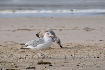 Seagull on beach