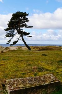 Tree on field by sea against sky