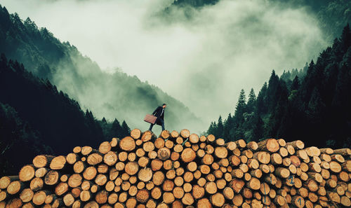 Stack of logs against trees in forest