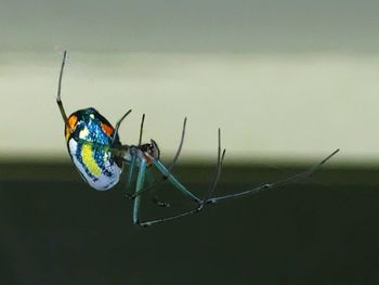 Close-up of spider on web