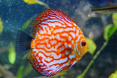 Close-up of fish underwater