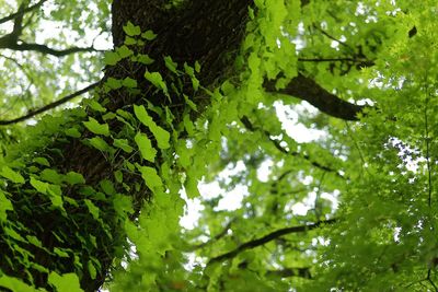 Low angle view of tree leaves in forest