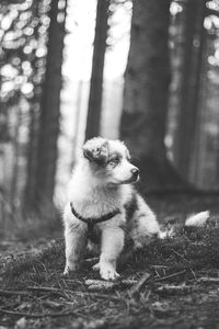Black and white adorable blue merle puppy, australian shepherd discovering new smells in forest