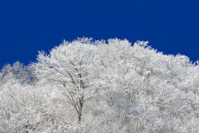 Low angle view of frozen plants against clear sky