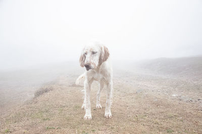 Dog on field against sky