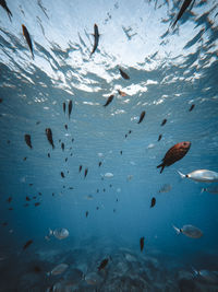 Fishes swimming in aquarium