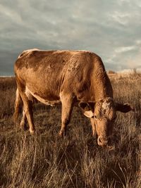 View of a cow grazing in field