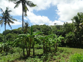 Trees growing on field against sky